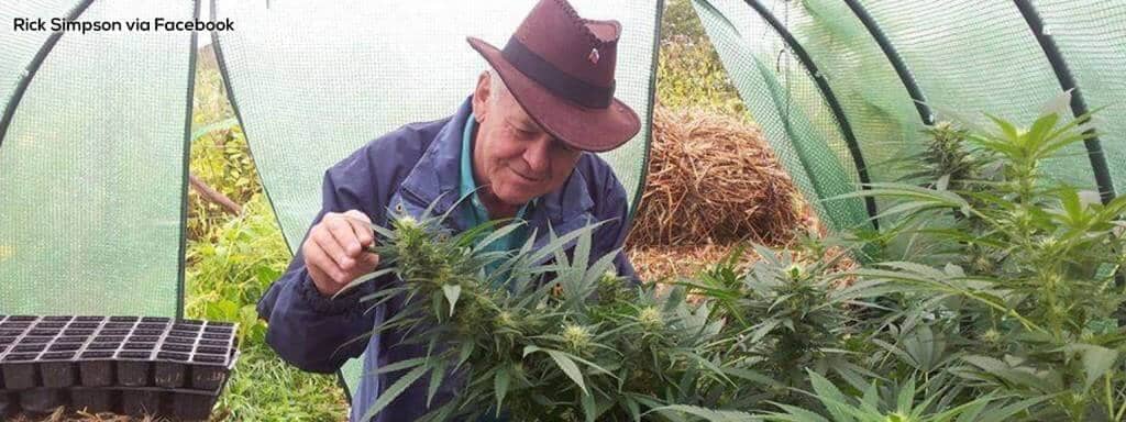 rick simpson looking at cannabis plants to make oil with